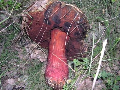 Satan's bolete