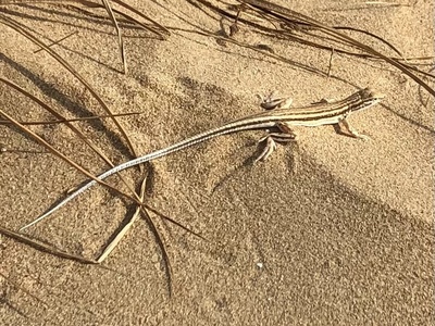 Saudi Fringe-fingered Lizard