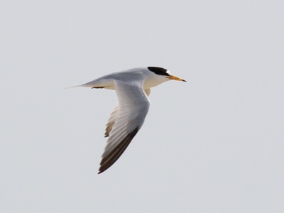 Saunders's Tern
