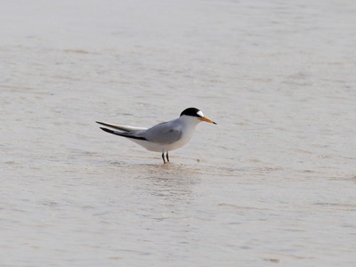 Saunders's Tern