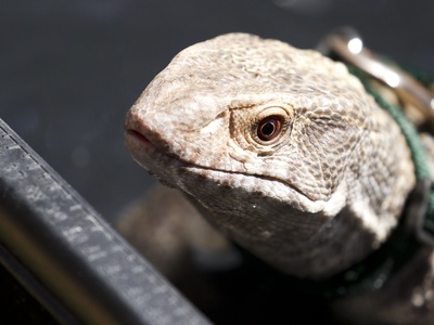 Savannah Monitor