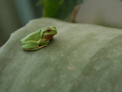 Savigny's Tree Frog