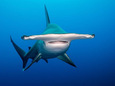 Scalloped hammerhead (occasional)