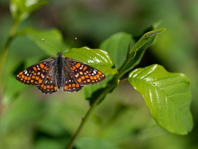 Scarce Fritillary