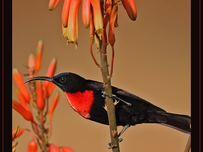 Scarlet-chested Sunbird