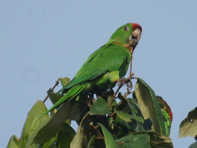 Scarlet-fronted Parakeet