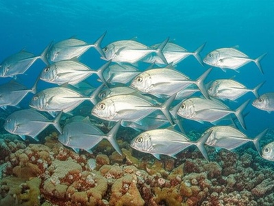 Scats (Carangidae family; common jacks)