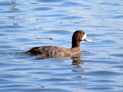 Scaup