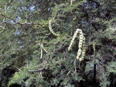 Scented-pod Acacia