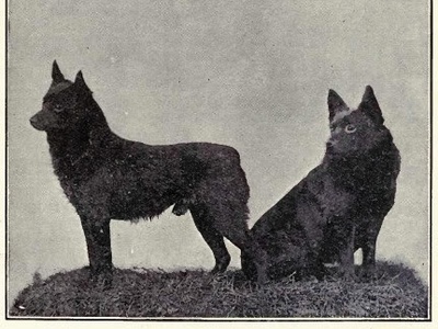 Schipperke