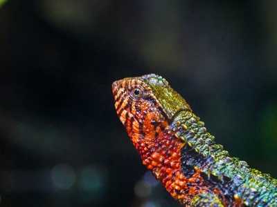 Schmidt's Fringe-fingered Lizard