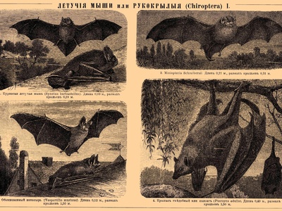 Schreiber's long-fingered bat