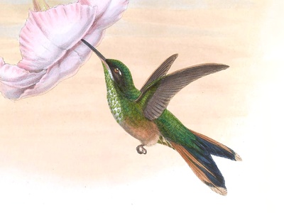 Scissor-tailed Hummingbird