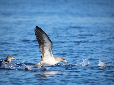 Scopoli's Shearwater