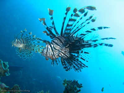 Scorpionfish (lionfish common)