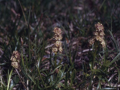 Scottish Asphodel
