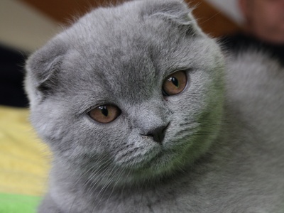 Scottish Fold
