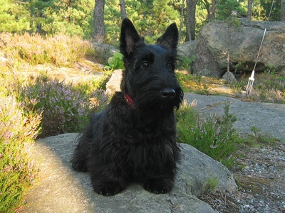 Scottish Terrier