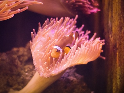 Scotts Head anemonefish (common clownfish)