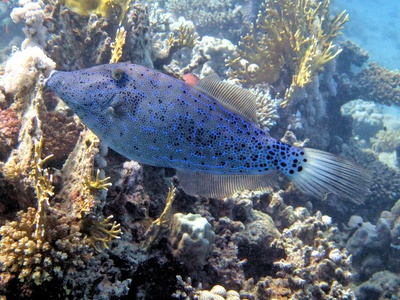 Scrawled filefish