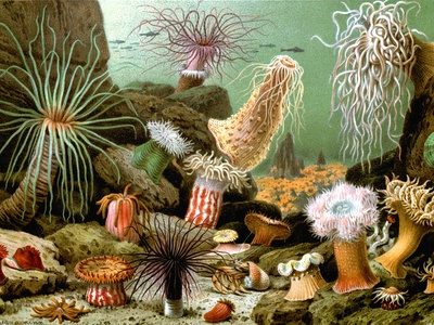 Sea anemone