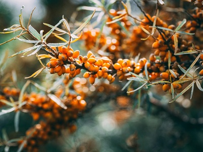 Sea buckthorn