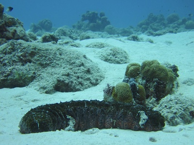 Sea cucumber