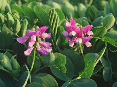 Sea Pea