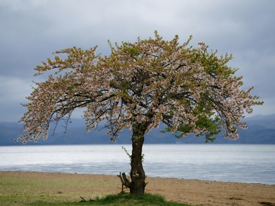 Sea poison tree