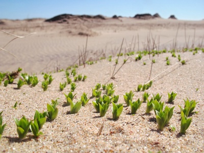 Sea Sandwort