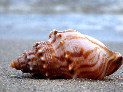 Sea snail (whelk)