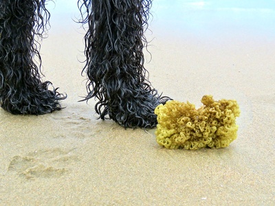 Sea sponge