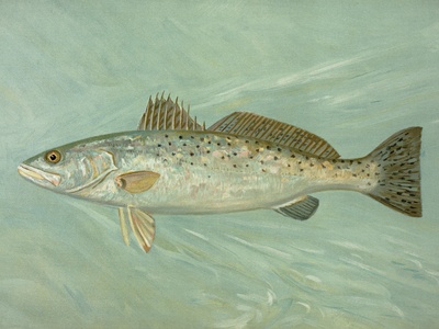 Sea Trout
