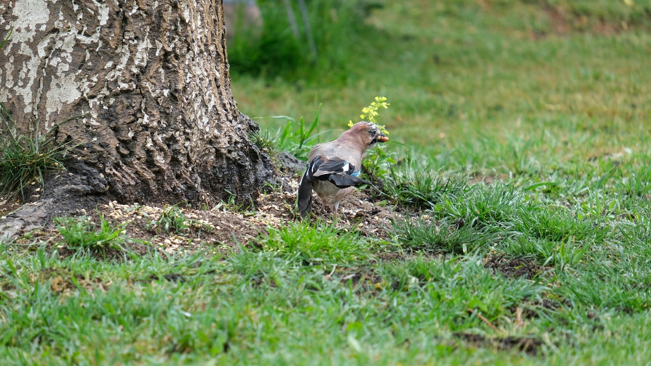 Hawksbill turtle on Grenadines beach at night