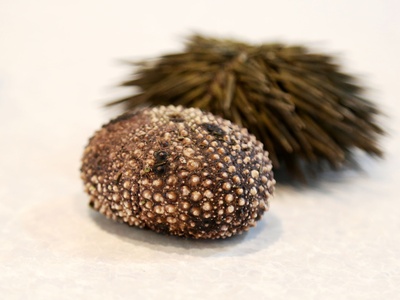Sea urchin