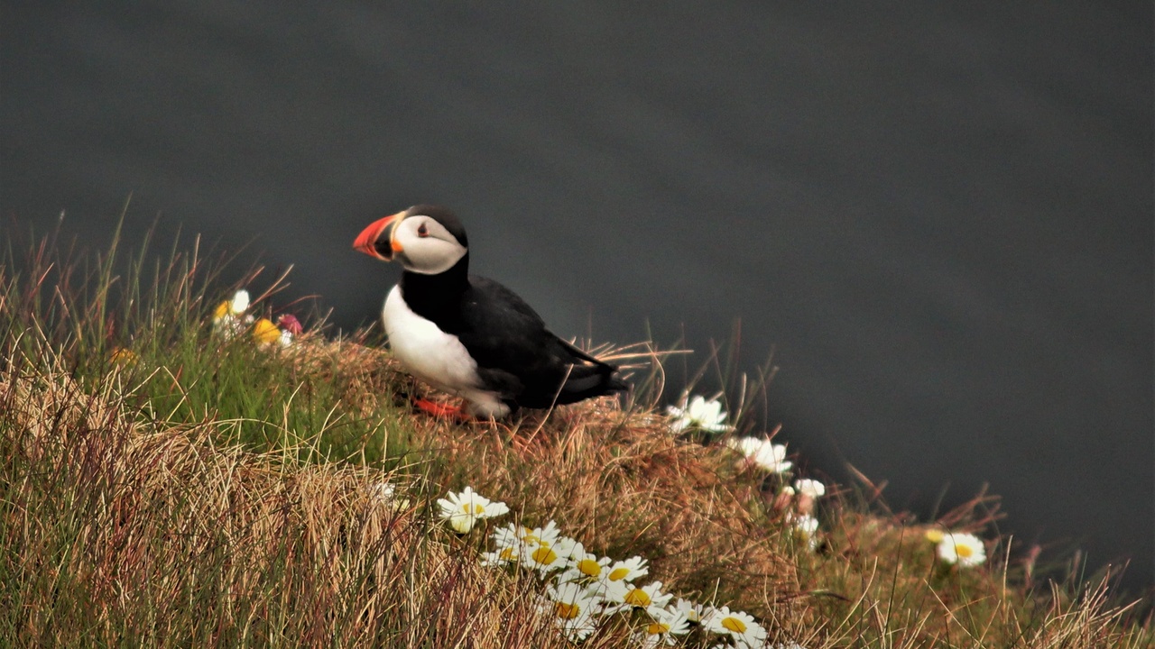 Seabird cliffs and raptors on Rathlin Island and coastal cliffs