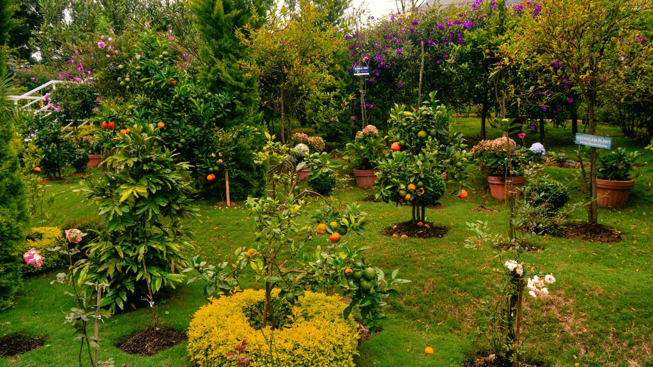 Volunteers planting bulbs in a community sensory garden in autumn