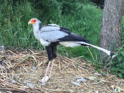 Secretary bird