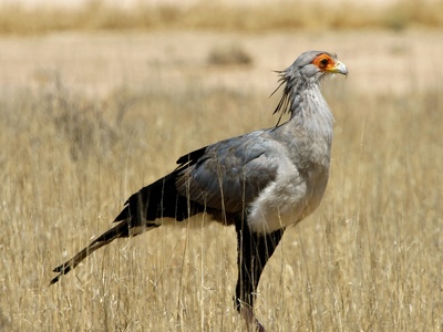 Secretary bird