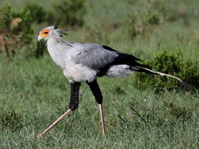 Secretarybird