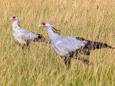 Secretarybird