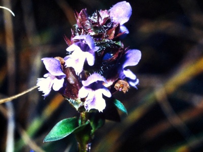 Selfheal