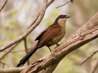 Senegal Coucal
