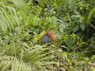 Senegal Coucal