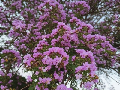 Senegal Lilac