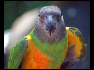 Senegal Parrot