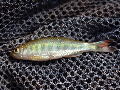 Senegal Trout-barb