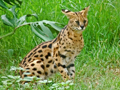Serval