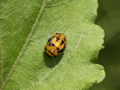 Seven-spotted Ladybug