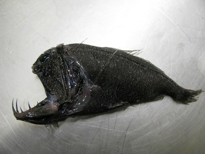 Sharp-toothed Catfish